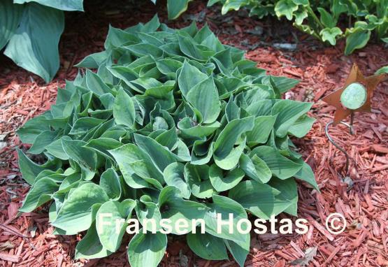 Hosta Timothy